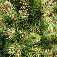 Foliage of Picea glauca J W Daisy's White