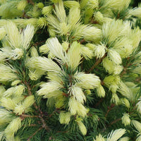 Picea glauca J W Daisy's White