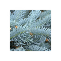 Picea pungens 'Edith' Blue Spruce tree