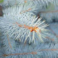 Blue foliage on Picea pungens 'Edith'