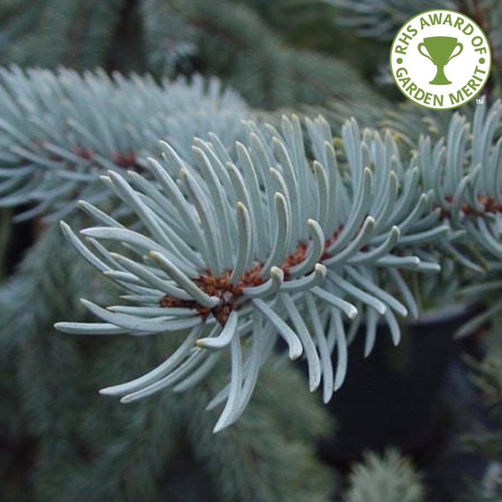 Picea pungens 'Hoopsii'