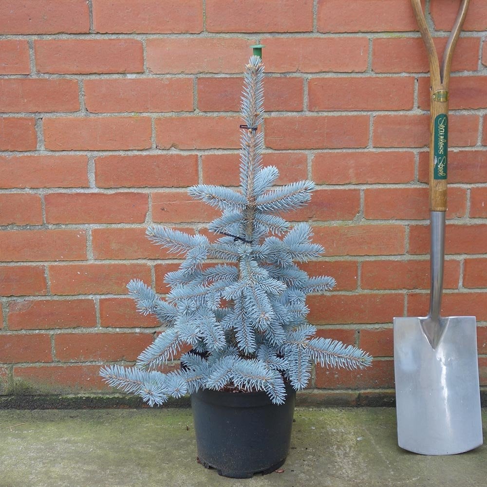 Picea pungens 'Hoopsii' Blue Spruce tree in 7.5L pot