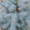 Picea pungens 'Super Blue'