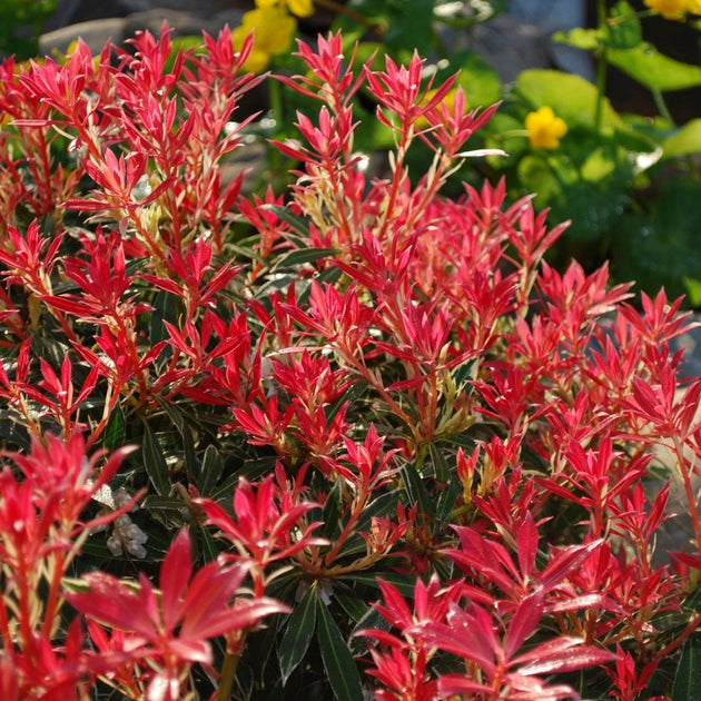 Pieris japonica 'Flaming Silver' shrub