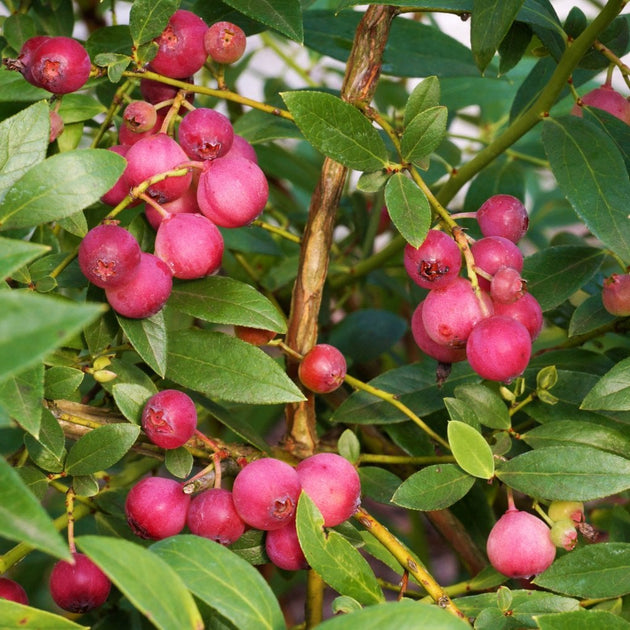 Pink Lemonade Blueberries