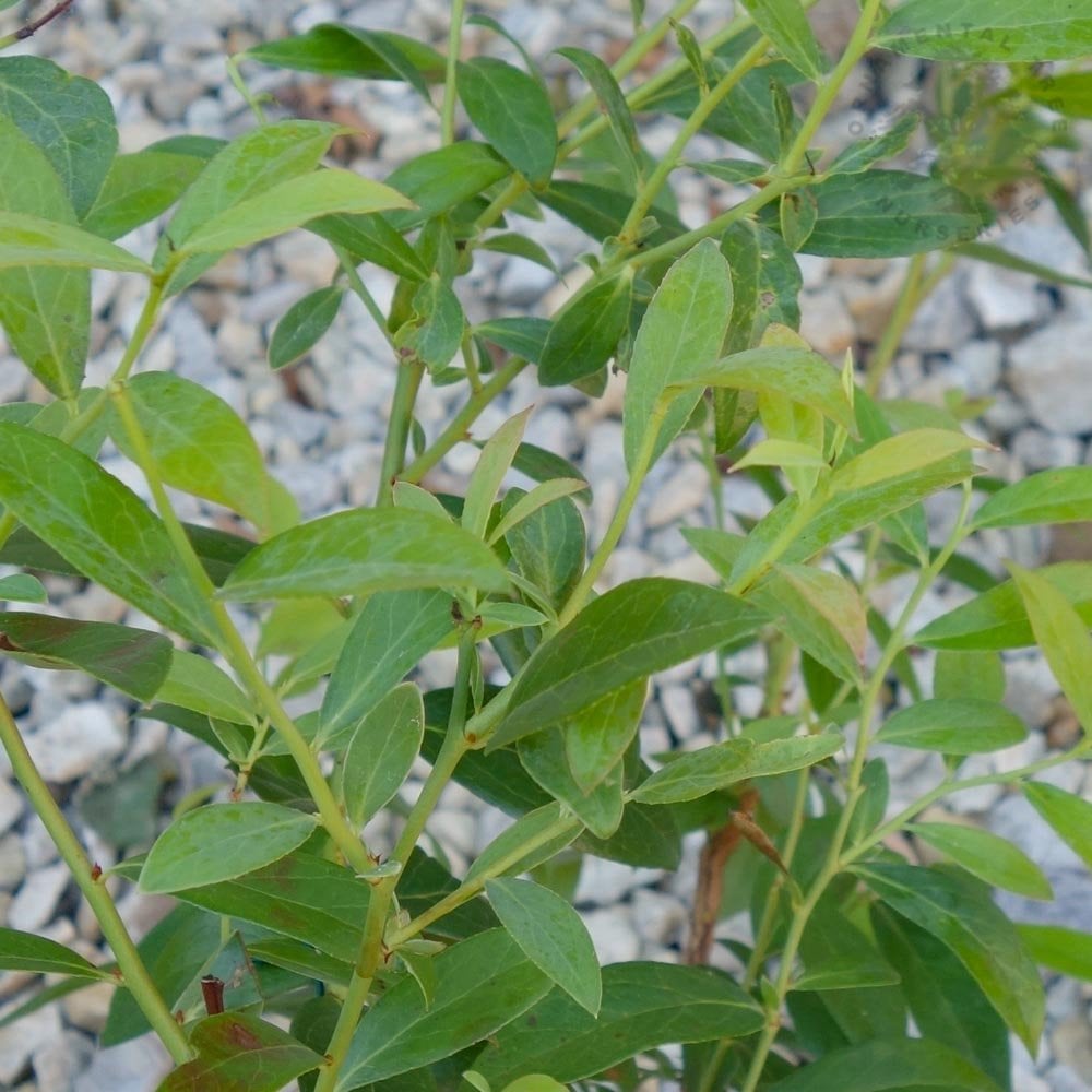 Pink Lemonade Blueberry bush