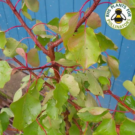 Pink Marry Apricot foliage