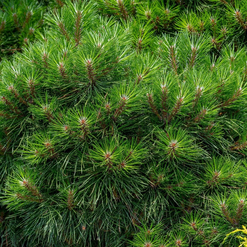 Pinus nigra 'Bambino'