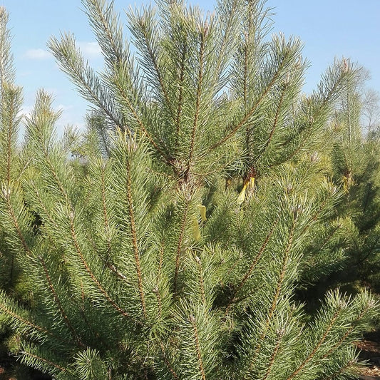 Pinus sylvestris tree