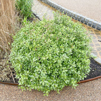 Pittosporum tenuifolium 'Golf Ball'