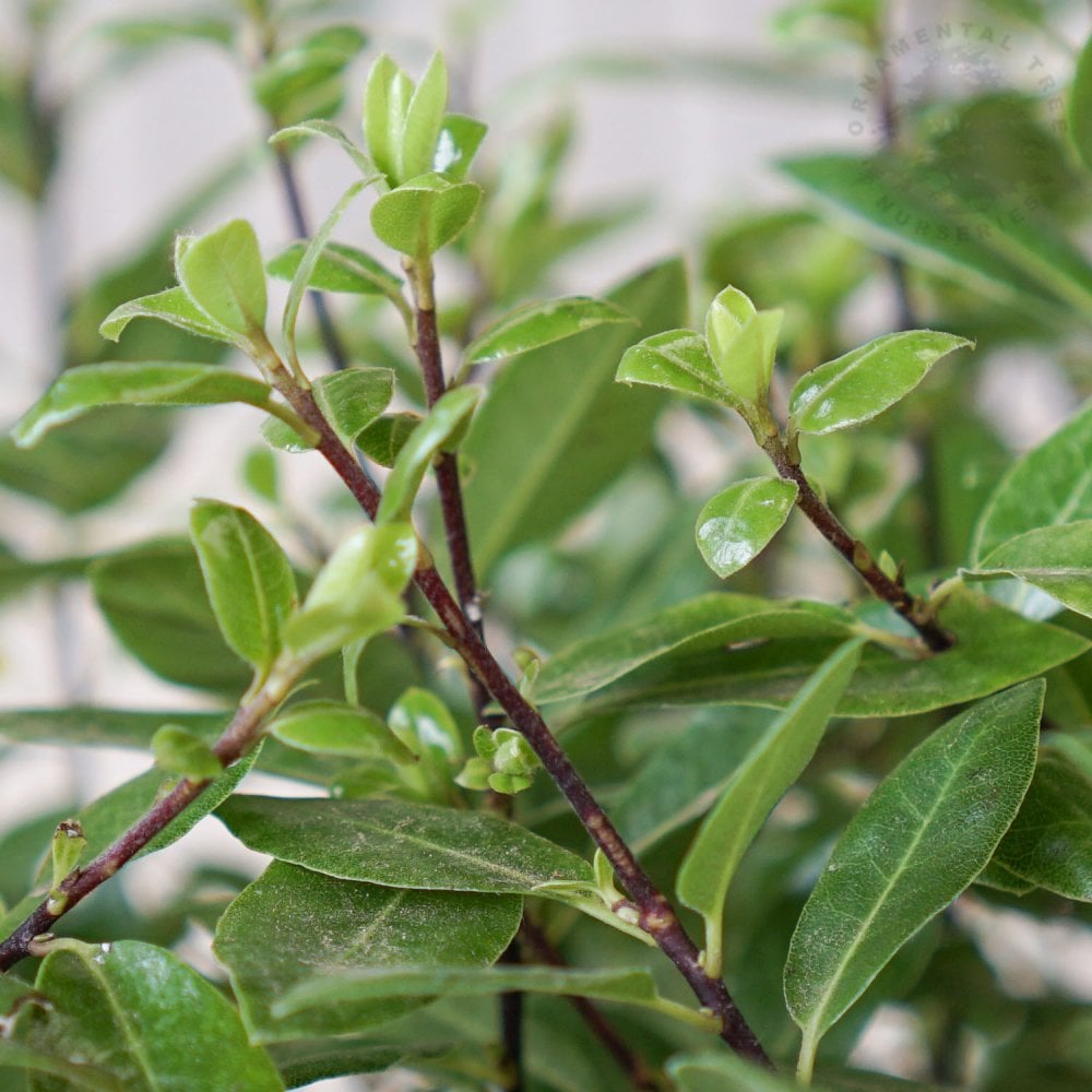 Pittosporum tenuifolium 'Golf Ball' evergreen leaves