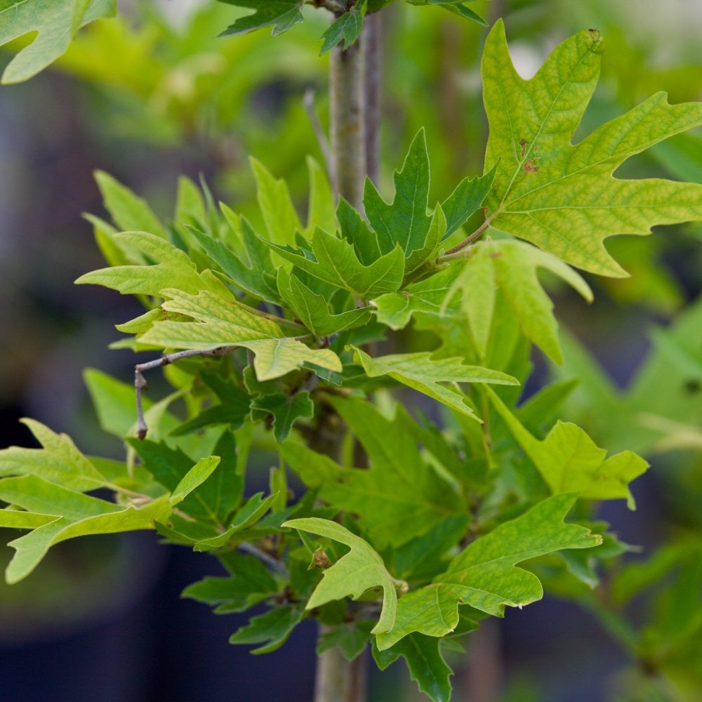 Platanus orientalis 'Minaret' tree