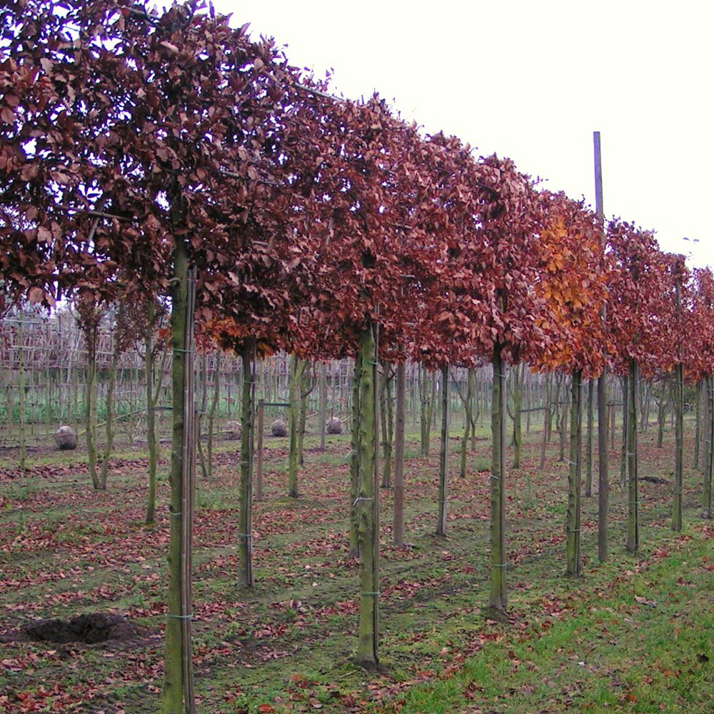 Pleached Beech trees