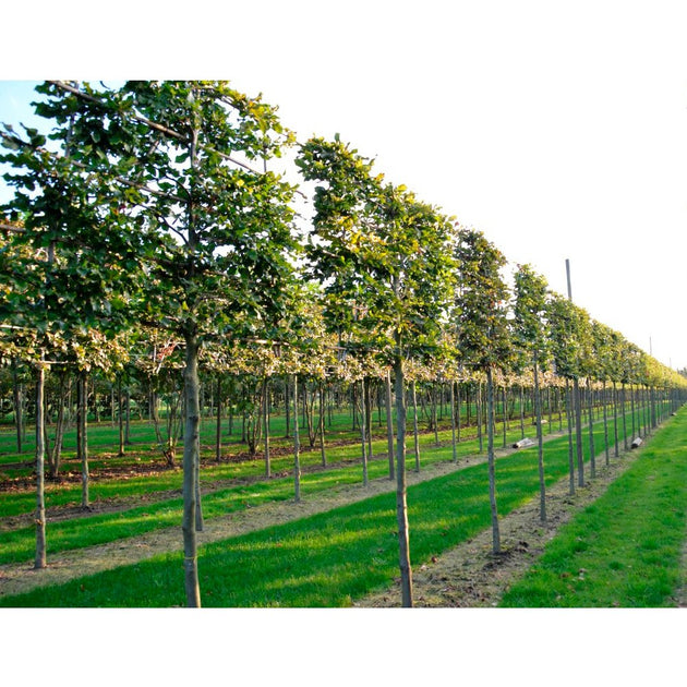 Pleached Fagus sylvatica trees in summer