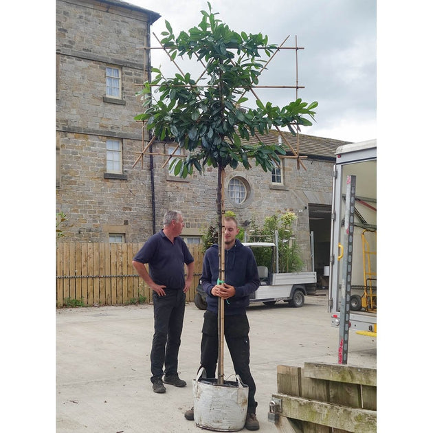 Pleached Prunus laurocerasus tree with 12-14cm girth