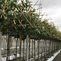 Pleached Cherry Laurel trees