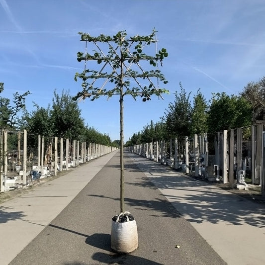 Pleached Common Lime 'Pallida' Tree