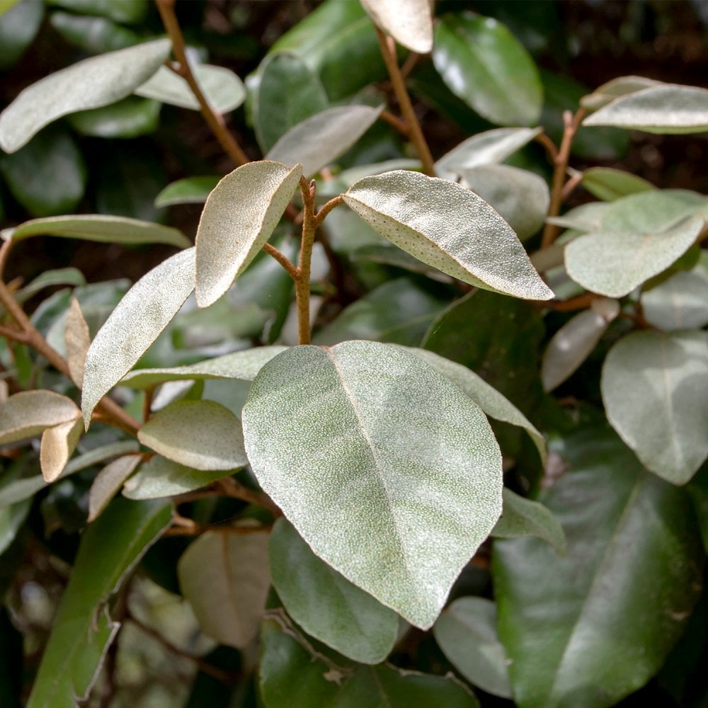 ELAEAGNUS X EBBINGEI dark green leaves