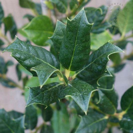 Pleached Evergreen Holly tree