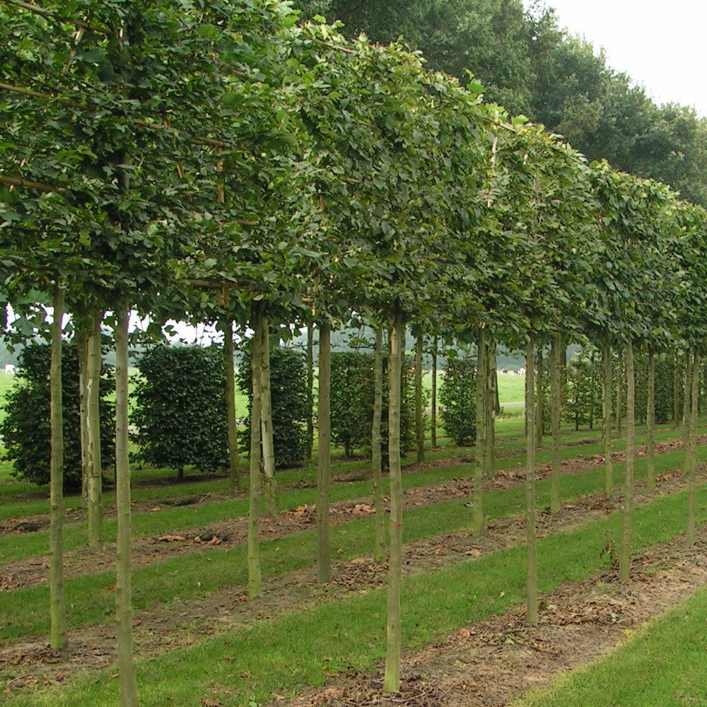 Pleached Hornbeam trees