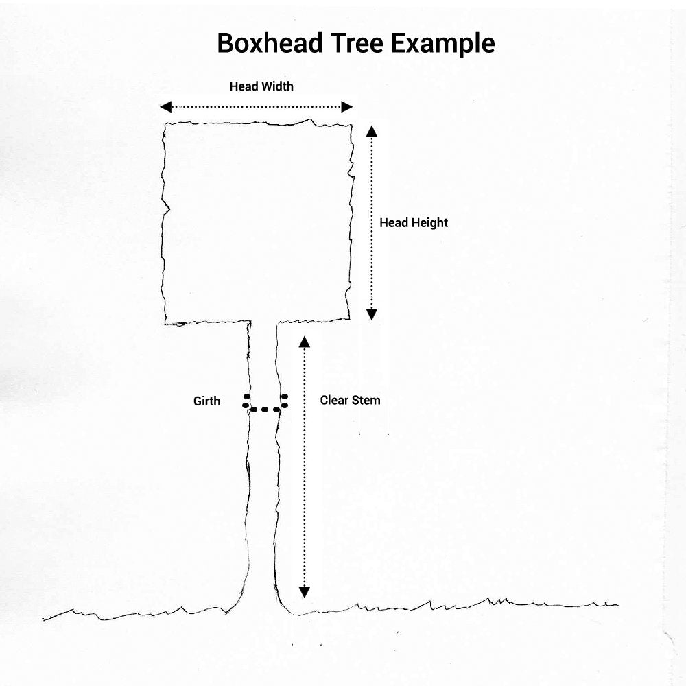 Boxhead tree diagram