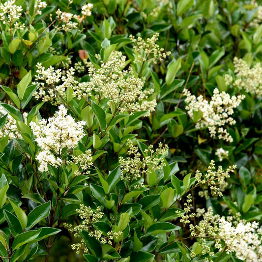 Pleached Ligustrum japonicum (LUCIDUM)