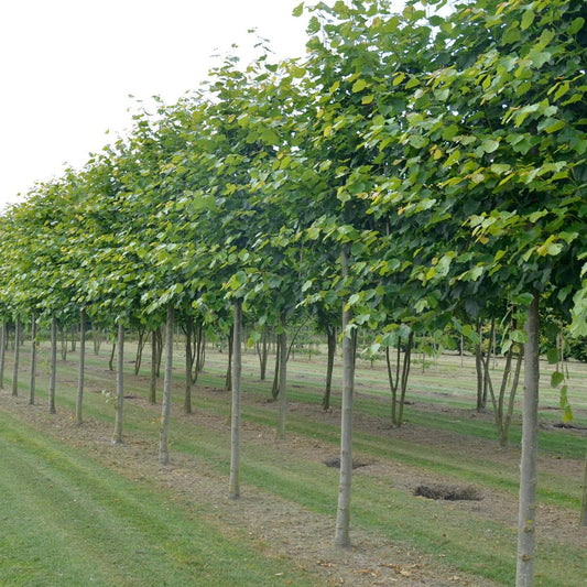 Pleached Lime Trees