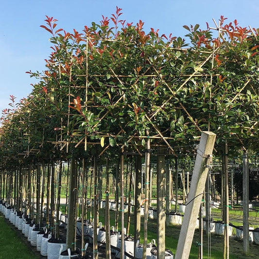 Pleached Photinia × fraseri 'Red Robin' trees