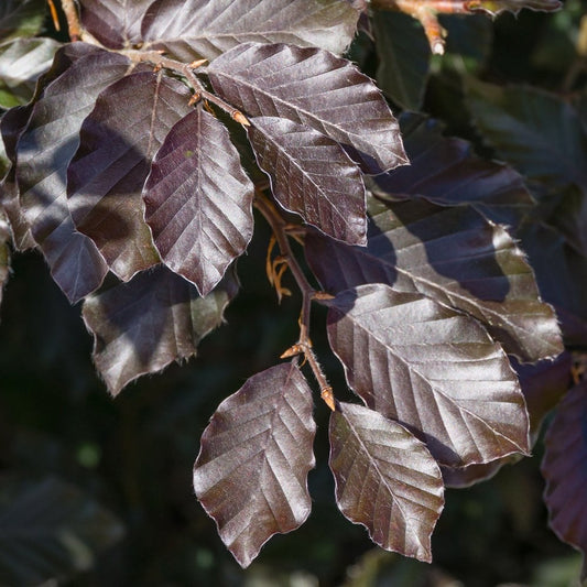 Fagus sylvatica purpurea tree