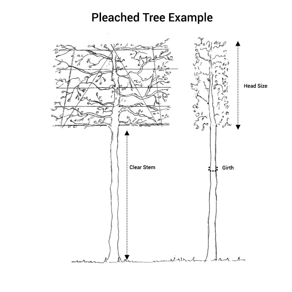 Pleached Purple Beech Trees | Pleached Fagus sylvatica Purpurea ...