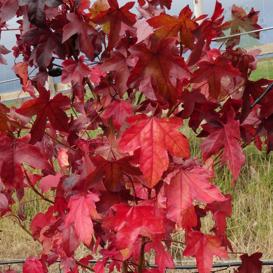 Pleached Liquidambar trees