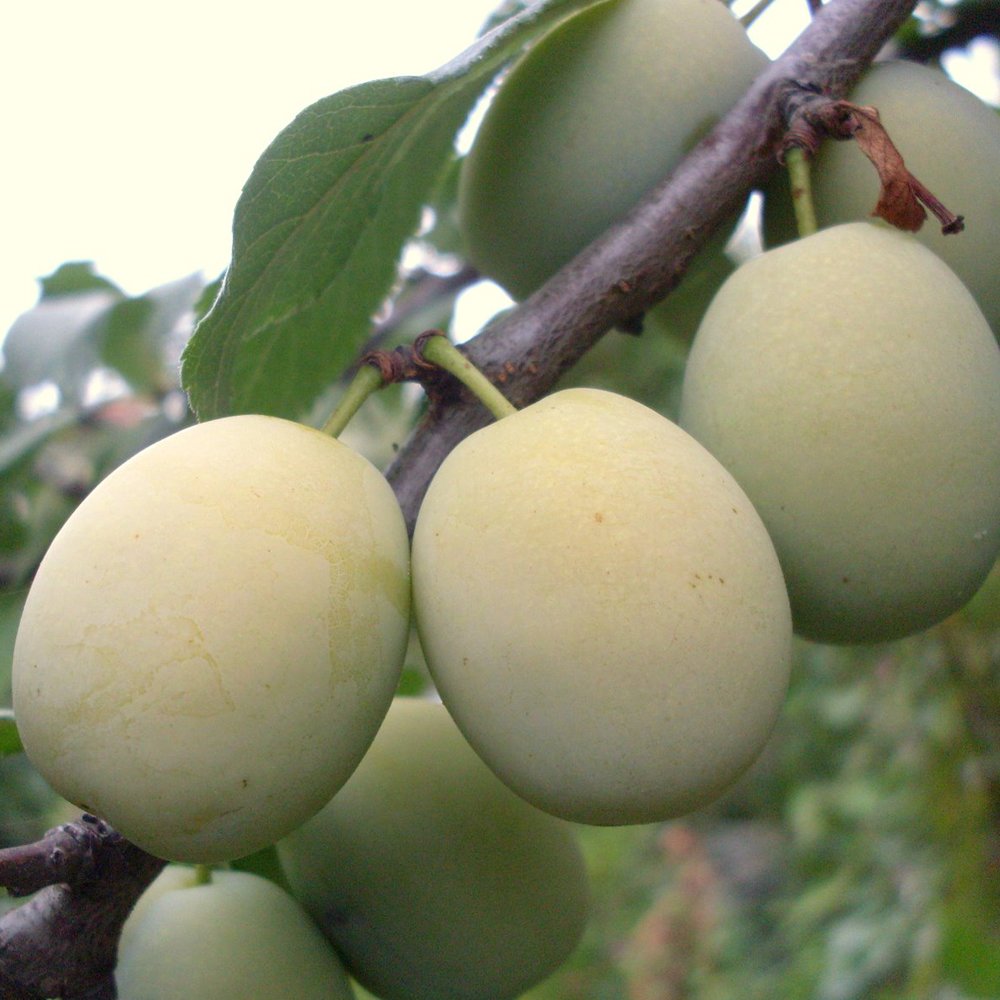 Stella's Star Gage Plum tree