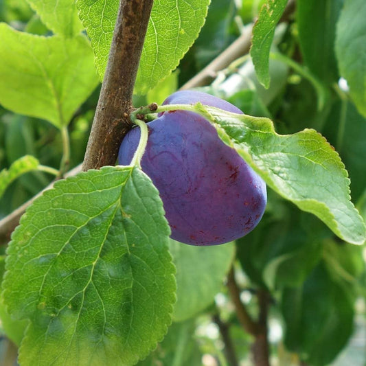 Herman Plum tree