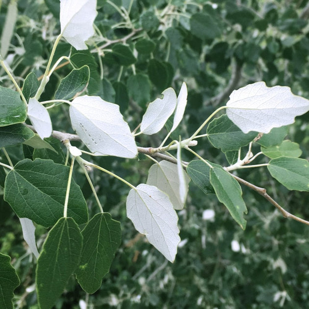 White Poplar Hedging Bundle