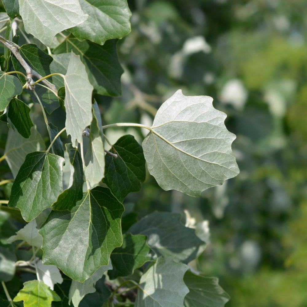 White Poplar Hedging Bundle