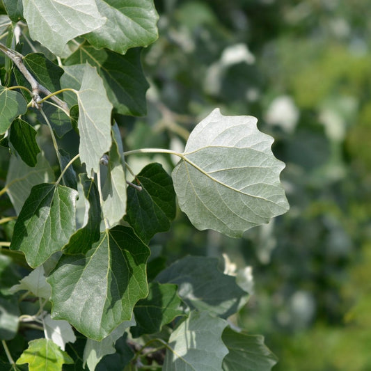 White Poplar hedging Bundle