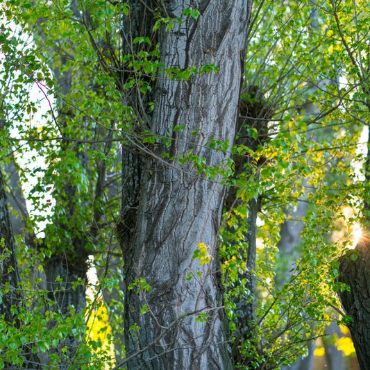 Black Poplar Hedging Bundle