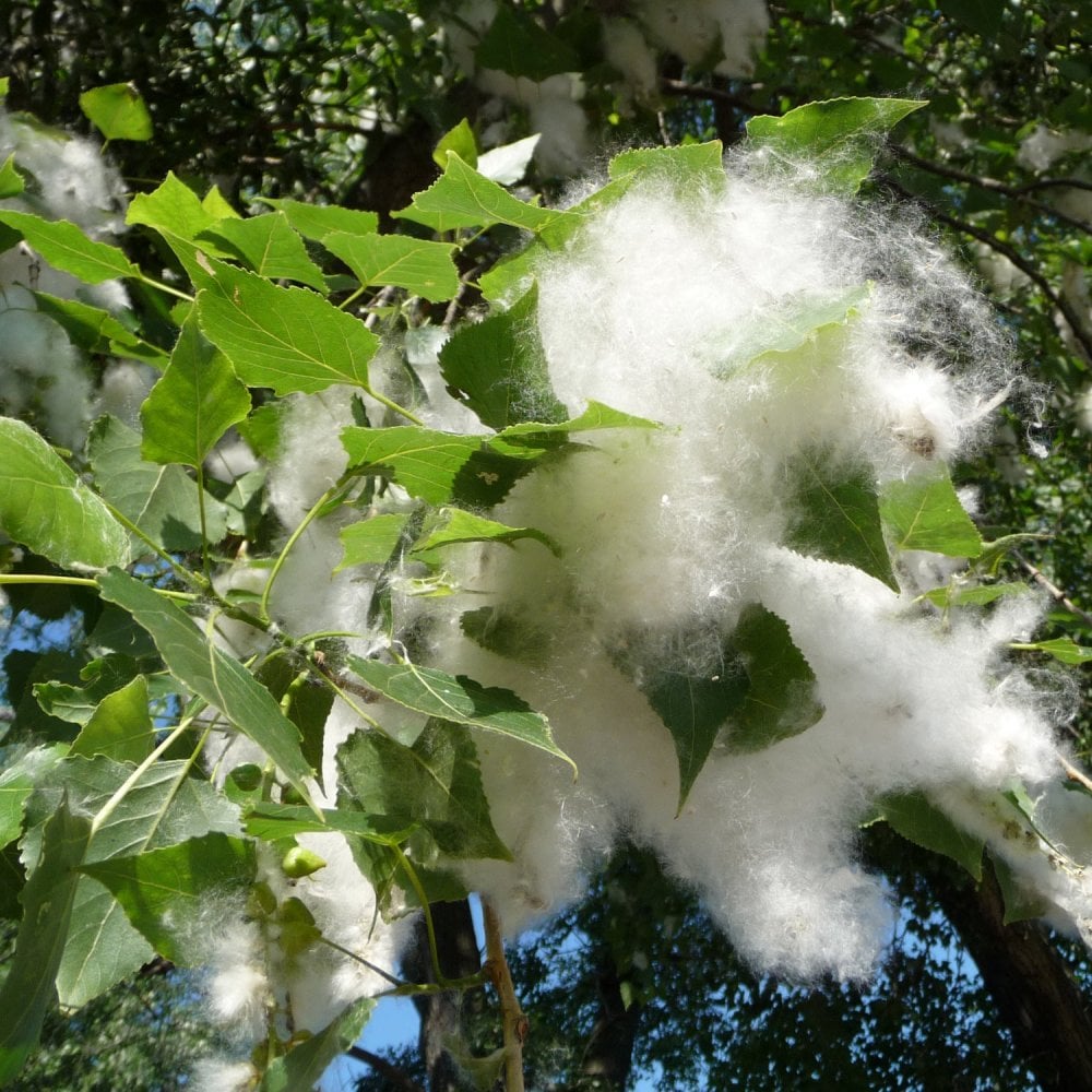 Black Poplar Hedging Bundle