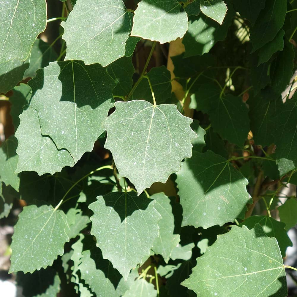 Populus tremula 'Erecta' foliage