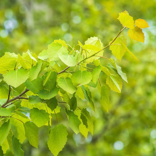 Common Aspen hedging Bundle