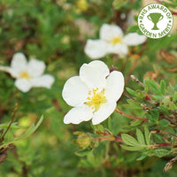 Potentilla fruticosa 'Abbotswood'