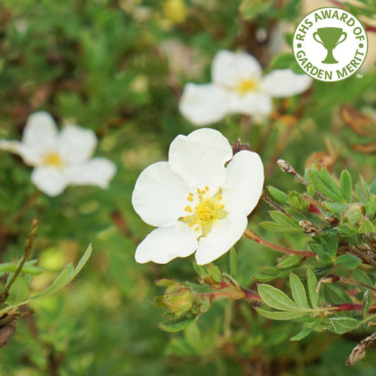 Potentilla fruticosa 'Abbotswood'