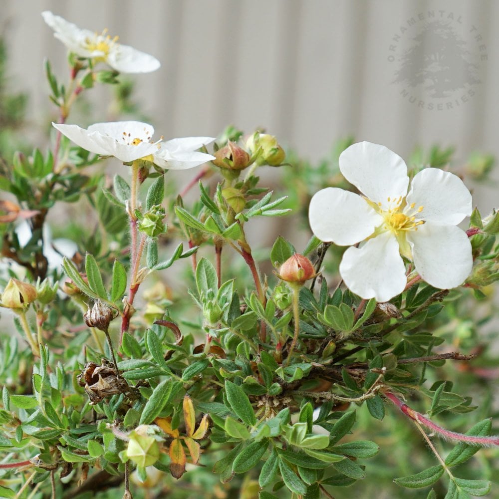 Potentilla fruticosa 'Abbotswood' white flowers