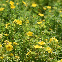 Potentilla fruticosa 'Goldfinger'