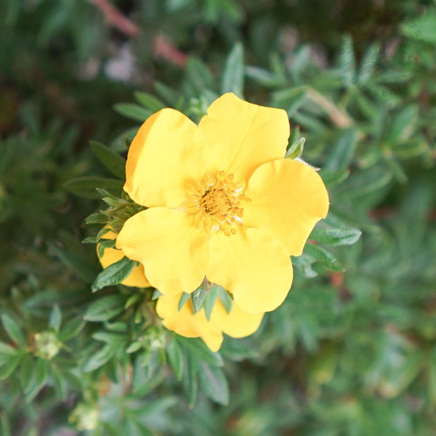 Potentilla fruticosa 'Goldfinger' yellow flowers