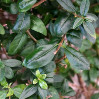 Privet 'Atrovirens' Instant Hedging