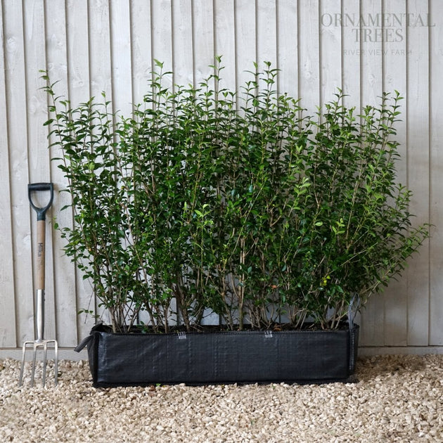 Privet Instant hedging