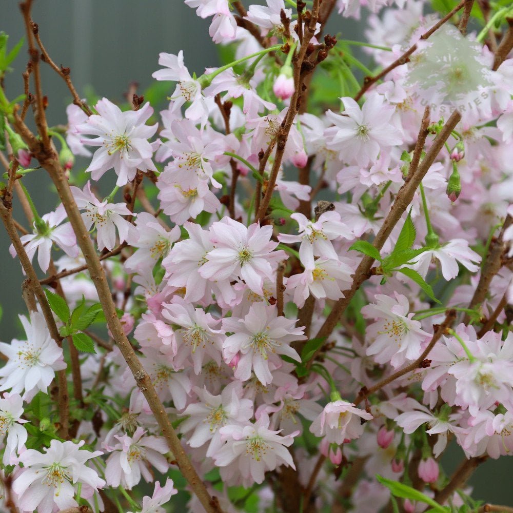 Prunus 'Autumnalis Rosea' flowers