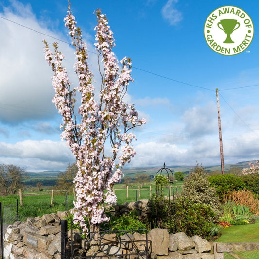 Prunus 'Amanogawa' upright cherry tree