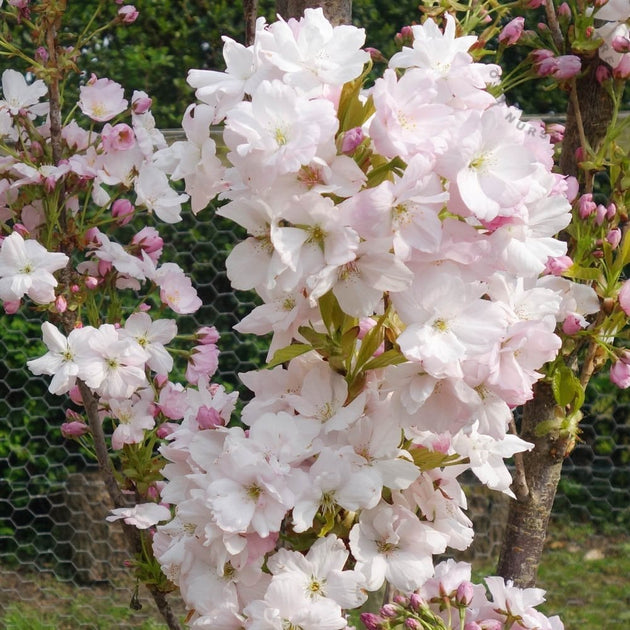 Prunus 'Amanogawa' flowers